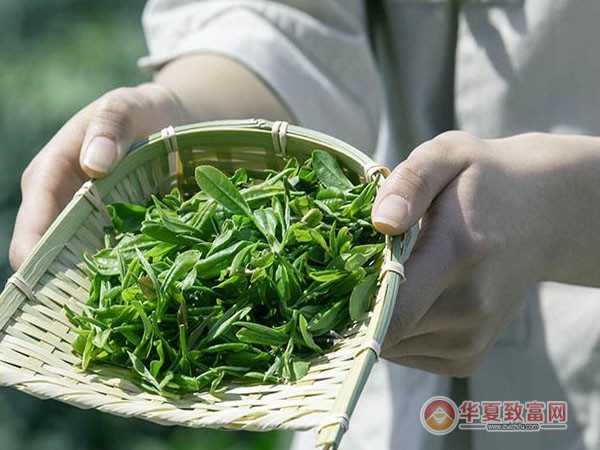 加减茶饮加盟